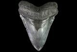 Fossil Megalodon Tooth - South Carolina #81402-1